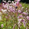 Sanguisorba obtusa