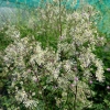 Thalictrum 'Elin'