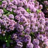 Thymus longicaulis 'Odoratus'