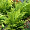 Dryopteris filix-mas