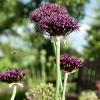 Allium atropurpureum