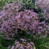 Allium christophii