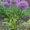 Allium 'Globemaster'