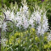 Camassia leichtlinii 'Alba'