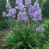 Camassia leichtlinii 'Caerulea'