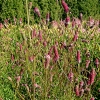 Sanguisorba 'Rock and Roll'
