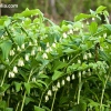 Polygonatum multiflorum