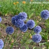 Allium caeruleum