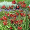 Crocosmia 'Lucifer'