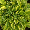 Hosta nakaiana 'Golden Tiara'