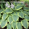 Hosta 'Spartacus'