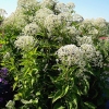 Eupatorium 'Snowball'®