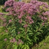 Eupatorium fistulosum 'Baby Joe'®