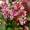 Bergenia 'Rosi Klose'