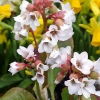 Bergenia 'Silberlicht'