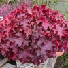 Heuchera 'Cranberry'®