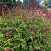 Persicaria amplexicaulis 'Speciosa'