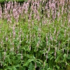 Persicaria amplexicaulis 'Rosea'