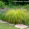 Carex elata 'Aurea'