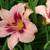 Hemerocallis 'Wineberry Candy'