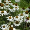 Echinacea purpurea 'Primadonna White'