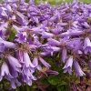 Campanula 'Viking'®