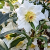 Helleborus niger