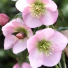 Helleborus orientalis 'Pretty Ellen Pink'®