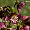 Helleborus orientalis 'Red Lady'