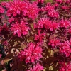 Monarda 'Bee-Happy'®