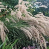 Stipa calamagrostis 'Algäu'