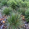 Sesleria caerulea