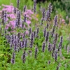 Agastache 'Black Adder'