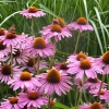 Echinacea purpurea 'Rubinstern'