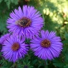 Aster novae-angliae 'Purple Dome'