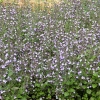 Calamintha nepeta 'Marvelette Blue'