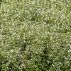 Calamintha nepeta 'Marvelette White'