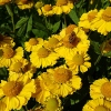 Helenium 'Kanaria'