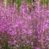 Lythrum virgatum 'Dropmore Purple'