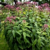 Eupatorium fistulosum 'Atropurpureum'