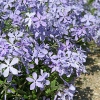 Phlox divaricata 'Clouds of Perfume'