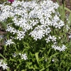 Phlox divaricata 'White Perfume'