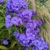 Phlox paniculata 'Blue Paradise'