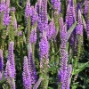 Veronica longifolia 'Eveline'®