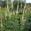 Veronicastrum virginicum 'Album'