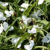 Tradescantia x andersoniana 'Innocence'