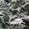 Athyrium nipponicum 'Metallicum'