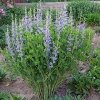 Baptisia australis