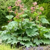 Rheum palmatum tanguticum