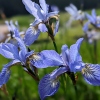 Iris sibirica 'Perry's Blue'